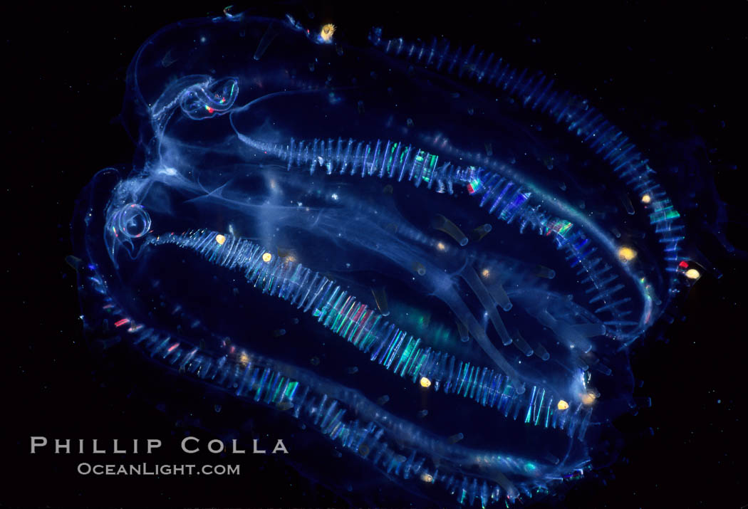 Unidentified pelagic zooplankton. San Diego, California, USA, natural history stock photograph, photo id 02493
