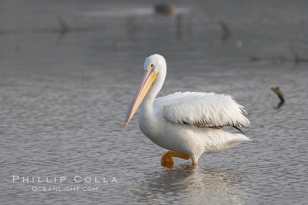 White pelican. San Elijo Lagoon, Encinitas, California, USA, Pelecanus erythrorhynchos, natural history stock photograph, photo id 15720