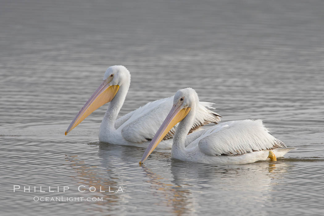 White pelicans. San Elijo Lagoon, Encinitas, California, USA, Pelecanus erythrorhynchos, natural history stock photograph, photo id 15723