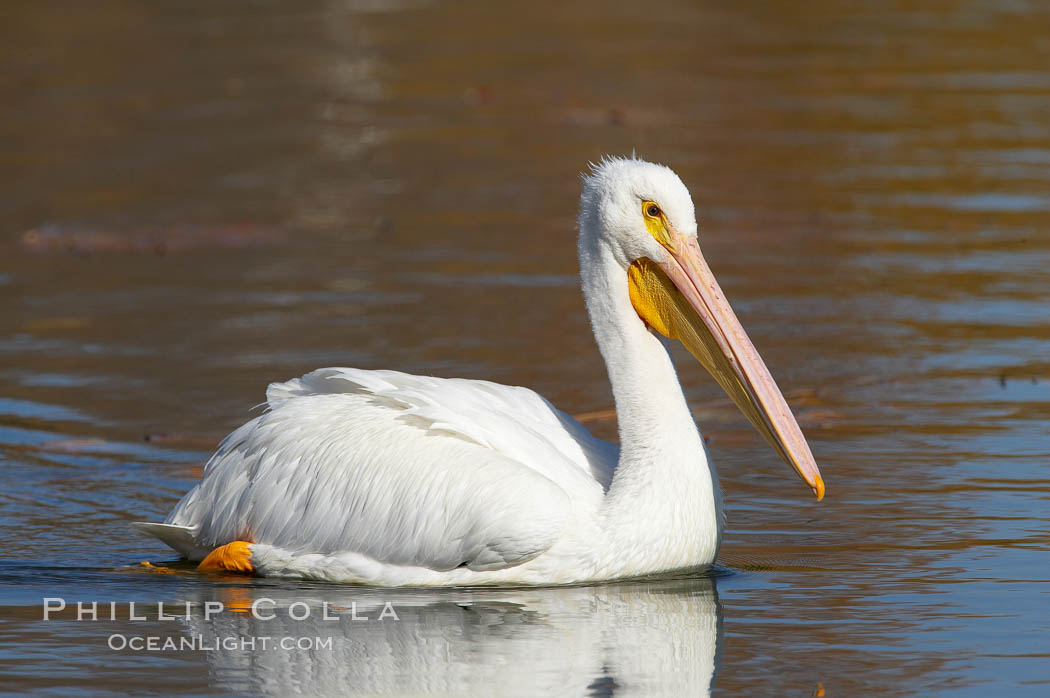 White pelican. Santee Lakes, California, USA, Pelecanus erythrorhynchos, natural history stock photograph, photo id 20107