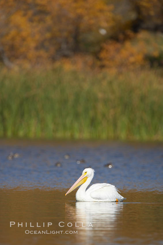 White pelican. Santee Lakes, California, USA, Pelecanus erythrorhynchos, natural history stock photograph, photo id 20113