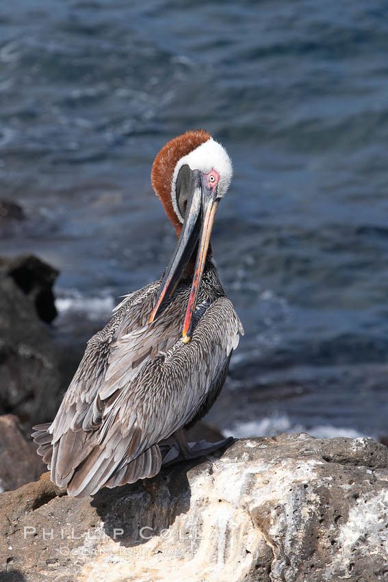 Brown pelican. North Seymour Island, Galapagos Islands, Ecuador, Pelecanus occidentalis, natural history stock photograph, photo id 16543