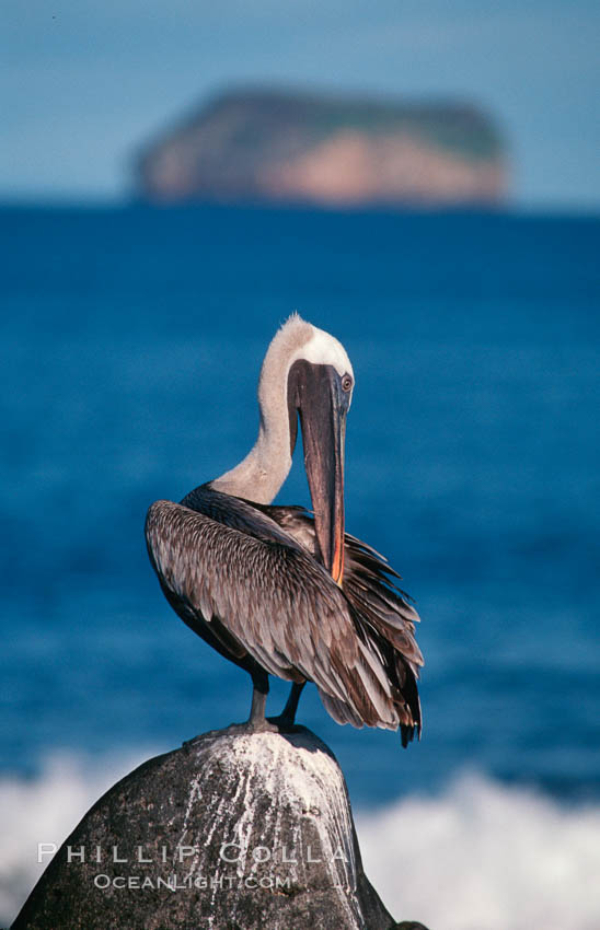 Brown pelican. Galapagos Islands, Ecuador, Pelecanus occidentalis, natural history stock photograph, photo id 02273