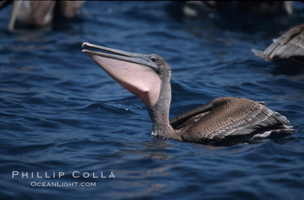 Brown pelicans feeding on krill. Coronado Islands (Islas Coronado), Baja California, Mexico, Pelecanus occidentalis, natural history stock photograph, photo id 05729