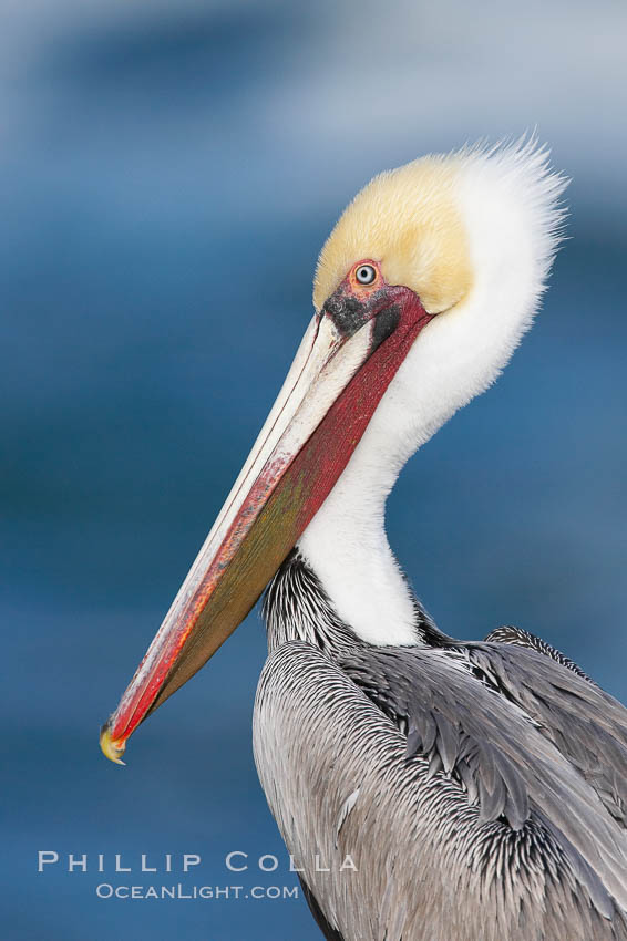 Brown pelican, adult winter non-breeding plumage showing white hindneck and red gular throat pouch..  This large seabird has a wingspan over 7 feet wide. The California race of the brown pelican holds endangered species status, due largely to predation in the early 1900s and to decades of poor reproduction caused by DDT poisoning. La Jolla, USA, Pelecanus occidentalis, Pelecanus occidentalis californicus, natural history stock photograph, photo id 15130