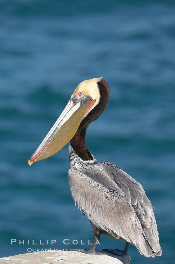 Brown pelican.  This large seabird has a wingspan over 7 feet wide. The California race of the brown pelican holds endangered species status, due largely to predation in the early 1900s and to decades of poor reproduction caused by DDT poisoning.  In winter months, breeding adults assume a dramatic plumage with brown neck, yellow and white head and bright red gular throat pouch. La Jolla, USA, Pelecanus occidentalis, Pelecanus occidentalis californicus, natural history stock photograph, photo id 15142