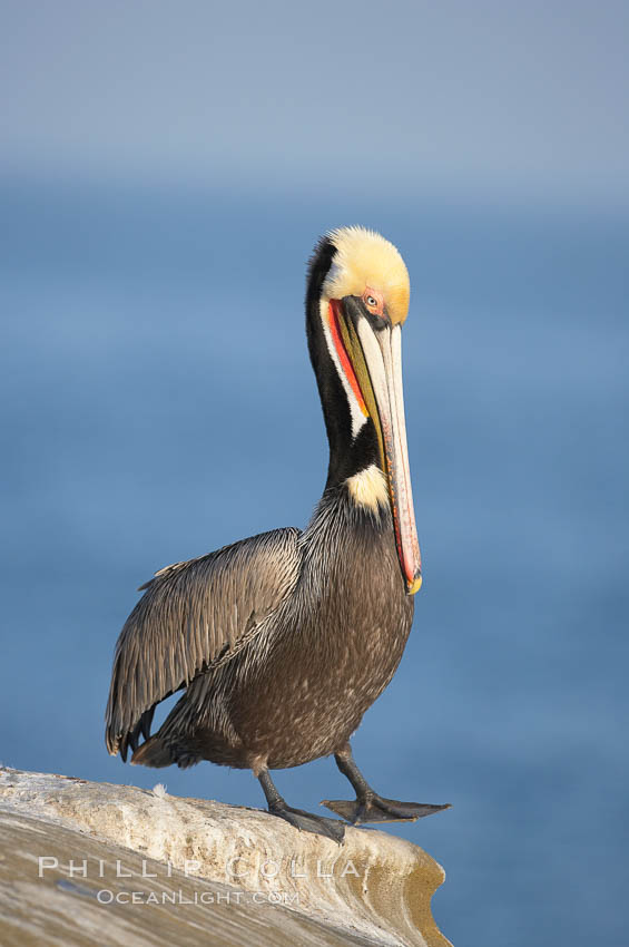 Brown pelican.  This large seabird has a wingspan over 7 feet wide. The California race of the brown pelican holds endangered species status, due largely to predation in the early 1900s and to decades of poor reproduction caused by DDT poisoning.  In winter months, breeding adults assume a dramatic plumage with brown neck, yellow and white head and bright red gular throat pouch., Pelecanus occidentalis, Pelecanus occidentalis californicus, natural history stock photograph, photo id 15190