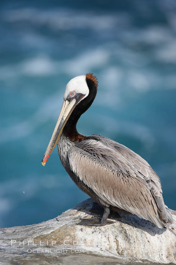 Brown pelican.  This large seabird has a wingspan over 7 feet wide. The California race of the brown pelican holds endangered species status, due largely to predation in the early 1900s and to decades of poor reproduction caused by DDT poisoning.  In winter months, breeding adults assume a dramatic plumage with brown neck, yellow and white head and bright red gular throat pouch. La Jolla, USA, Pelecanus occidentalis, Pelecanus occidentalis californicus, natural history stock photograph, photo id 15238
