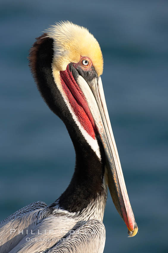 Brown pelican.  This large seabird has a wingspan over 7 feet wide. The California race of the brown pelican holds endangered species status, due largely to predation in the early 1900s and to decades of poor reproduction caused by DDT poisoning.  In winter months, breeding adults assume a dramatic plumage with brown neck, yellow and white head and bright red gular throat pouch, Pelecanus occidentalis, Pelecanus occidentalis californicus, La Jolla