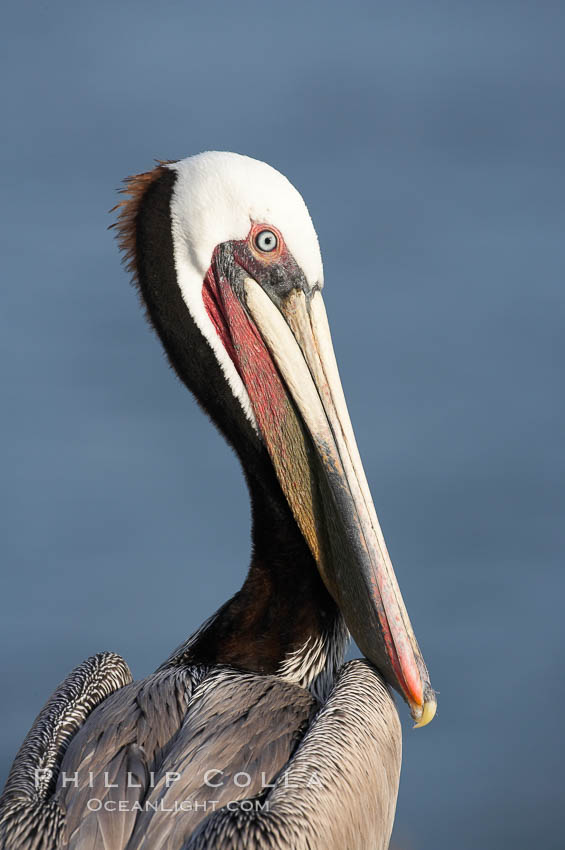 Brown pelican.  This large seabird has a wingspan over 7 feet wide. The California race of the brown pelican holds endangered species status, due largely to predation in the early 1900s and to decades of poor reproduction caused by DDT poisoning.  In winter months, breeding adults assume a dramatic plumage with brown neck, yellow and white head and bright red gular throat pouch. La Jolla, USA, Pelecanus occidentalis, Pelecanus occidentalis californicus, natural history stock photograph, photo id 15175