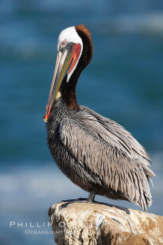 Brown pelican.  This large seabird has a wingspan over 7 feet wide. The California race of the brown pelican holds endangered species status, due largely to predation in the early 1900s and to decades of poor reproduction caused by DDT poisoning.  In winter months, breeding adults assume a dramatic plumage with brown neck, yellow and white head and bright red gular throat pouch. La Jolla, USA, Pelecanus occidentalis, Pelecanus occidentalis californicus, natural history stock photograph, photo id 15239