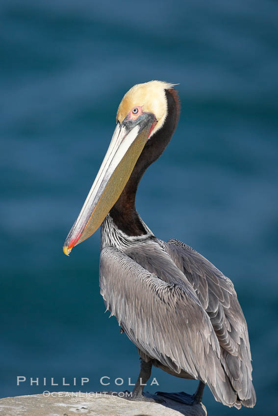 Brown pelican.  This large seabird has a wingspan over 7 feet wide. The California race of the brown pelican holds endangered species status, due largely to predation in the early 1900s and to decades of poor reproduction caused by DDT poisoning.  In winter months, breeding adults assume a dramatic plumage with brown neck, yellow and white head and bright red gular throat pouch. La Jolla, USA, Pelecanus occidentalis, Pelecanus occidentalis californicus, natural history stock photograph, photo id 15129