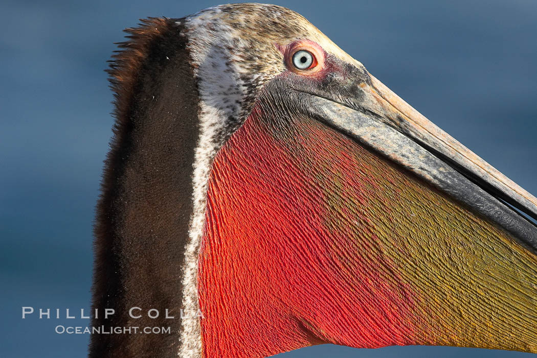 Brown pelican, showing bright red gular pouch and breeding plumage with brown neck.  This large seabird has a wingspan over 7 feet wide. The California race of the brown pelican holds endangered species status, due largely to predation in the early 1900s and to decades of poor reproduction caused by DDT poisoning, Pelecanus occidentalis, Pelecanus occidentalis californicus, La Jolla