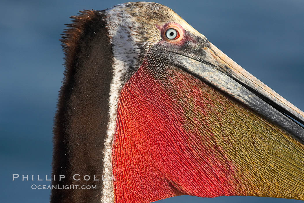 Brown pelican, showing bright red gular pouch and breeding plumage with brown neck.  This large seabird has a wingspan over 7 feet wide. The California race of the brown pelican holds endangered species status, due largely to predation in the early 1900s and to decades of poor reproduction caused by DDT poisoning. La Jolla, USA, Pelecanus occidentalis, Pelecanus occidentalis californicus, natural history stock photograph, photo id 15153