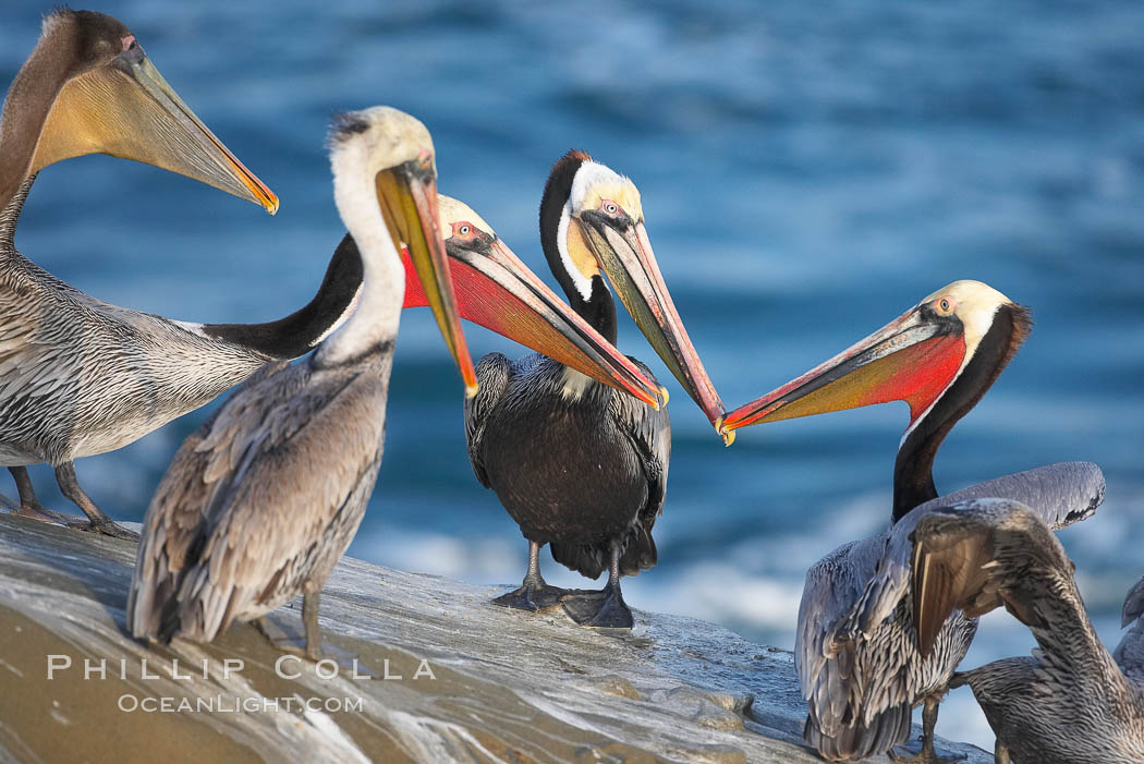 Brown pelican, Pelecanus occidentalis, La Jolla, California, 15225