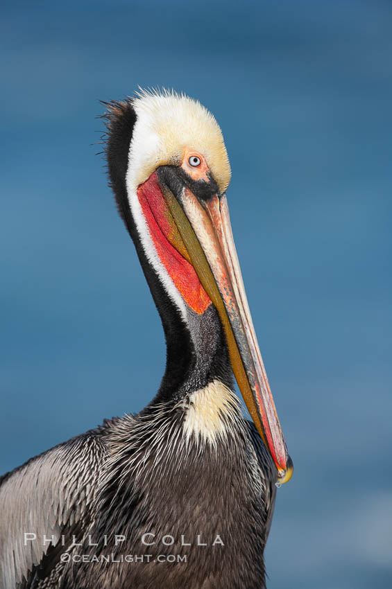 Brown pelican portrait showing distinctive winter mating plumage, bright red gular pouch and breeding plumage. La Jolla, California, USA, Pelecanus occidentalis, Pelecanus occidentalis californicus, natural history stock photograph, photo id 18340