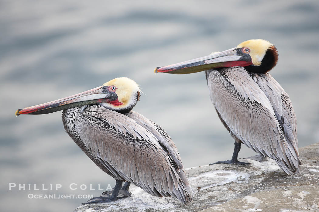 Brown pelican perched on sandstone seacliffs. California race with winter mating plumage., Pelecanus occidentalis, Pelecanus occidentalis californicus, natural history stock photograph, photo id 18352
