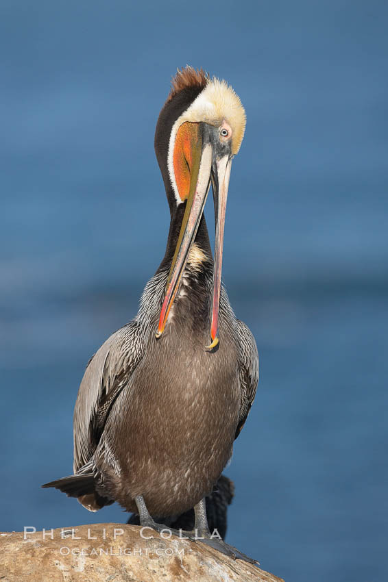 Brown pelican preening, showing bright red gular pouch and dark brown hindneck plumage of breeding adults.  After wiping its long beak on the uropygial gland near the base of its tail, the pelican spreads the preen oil on feathers about its body, helping to keep them water resistant, an important protection for a bird that spends much of its life diving in the ocean for prey. La Jolla, California, USA, Pelecanus occidentalis, Pelecanus occidentalis californicus, natural history stock photograph, photo id 18380