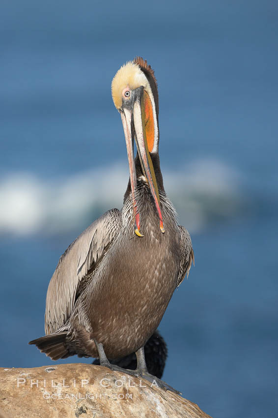 Brown pelican preening.  After wiping its long beak on the uropygial gland near the base of its tail, the pelican spreads the preen oil on feathers about its body, helping to keep them water resistant, an important protection for a bird that spends much of its life diving in the ocean for prey. La Jolla, California, USA, Pelecanus occidentalis, Pelecanus occidentalis californicus, natural history stock photograph, photo id 18384