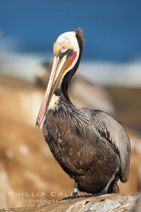 California brown pelican wearing identification tag, winter mating plumage. These tags aid scientists in understanding how the birds travel and recover if they have been rehabilitated. La Jolla, USA, Pelecanus occidentalis, Pelecanus occidentalis californicus, natural history stock photograph, photo id 18524