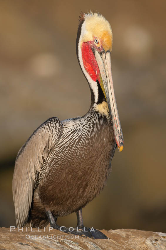 California brown pelican portrait, winter mating plumage, bright red gular pouch and dark brown hindneck. La Jolla, USA, Pelecanus occidentalis, Pelecanus occidentalis californicus, natural history stock photograph, photo id 18367