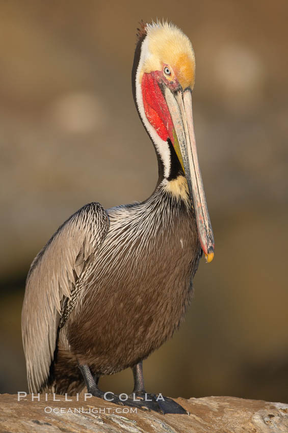 California brown pelican portrait, winter mating plumage, bright red gular pouch and dark brown hindneck. La Jolla, USA, Pelecanus occidentalis, Pelecanus occidentalis californicus, natural history stock photograph, photo id 18367