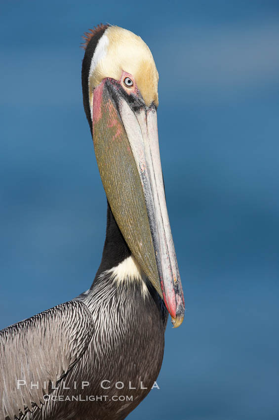 Brown pelican portrait. La Jolla, California, USA, Pelecanus occidentalis, Pelecanus occidentalis californicus, natural history stock photograph, photo id 18341