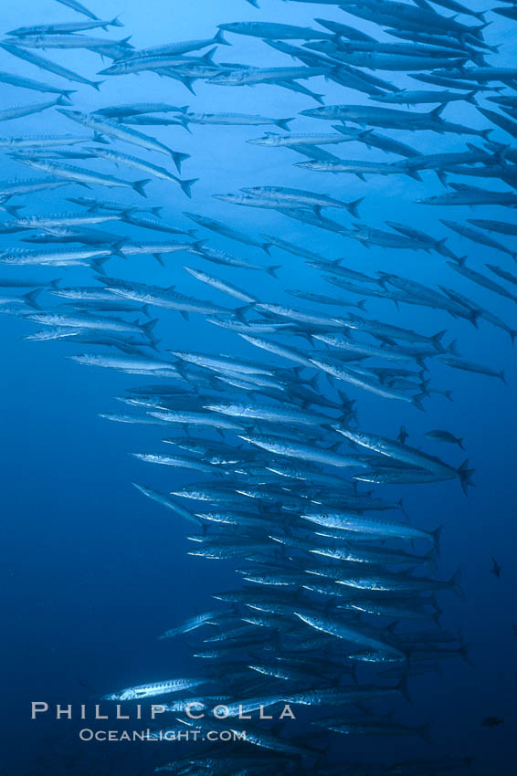 Barracuda. Roca Redonda, Galapagos Islands, Ecuador, natural history stock photograph, photo id 36348