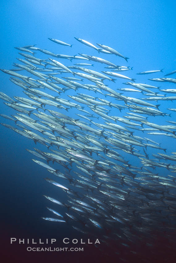 Barracuda. Cousins, Galapagos Islands, Ecuador, Sphyraena idiastes, natural history stock photograph, photo id 01845