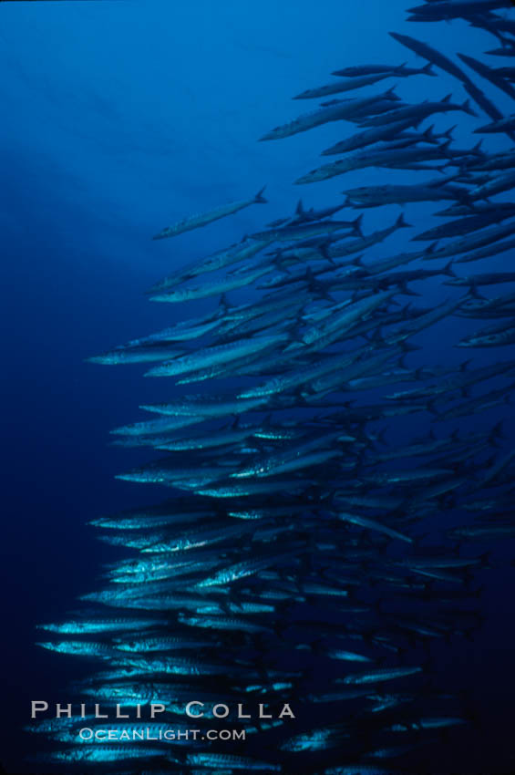 Barracuda. Roca Redonda, Galapagos Islands, Ecuador, Sphyraena idiastes, natural history stock photograph, photo id 02733