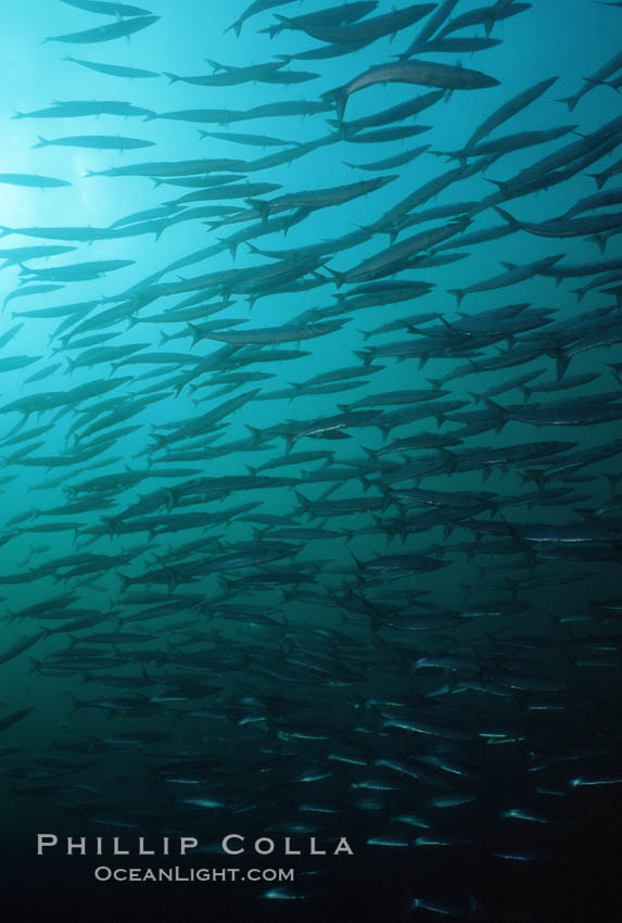 Barracuda. Cousins, Galapagos Islands, Ecuador, Sphyraena idiastes, natural history stock photograph, photo id 01846