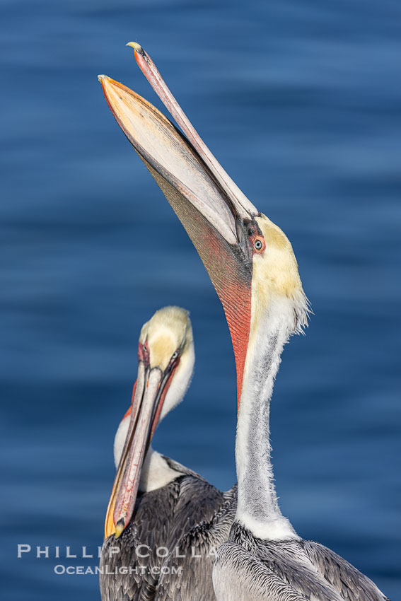 A brown pelican performs a bill throw as another looks on, both are adult winter non-breeding plumage. La Jolla, California, USA, Pelecanus occidentalis, Pelecanus occidentalis californicus, natural history stock photograph, photo id 38686