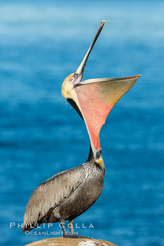 Brown pelican head throw. During a bill throw, the pelican arches its neck back, lifting its large bill upward and stretching its throat pouch. La Jolla, California, USA, Pelecanus occidentalis, Pelecanus occidentalis californicus, natural history stock photograph, photo id 30322