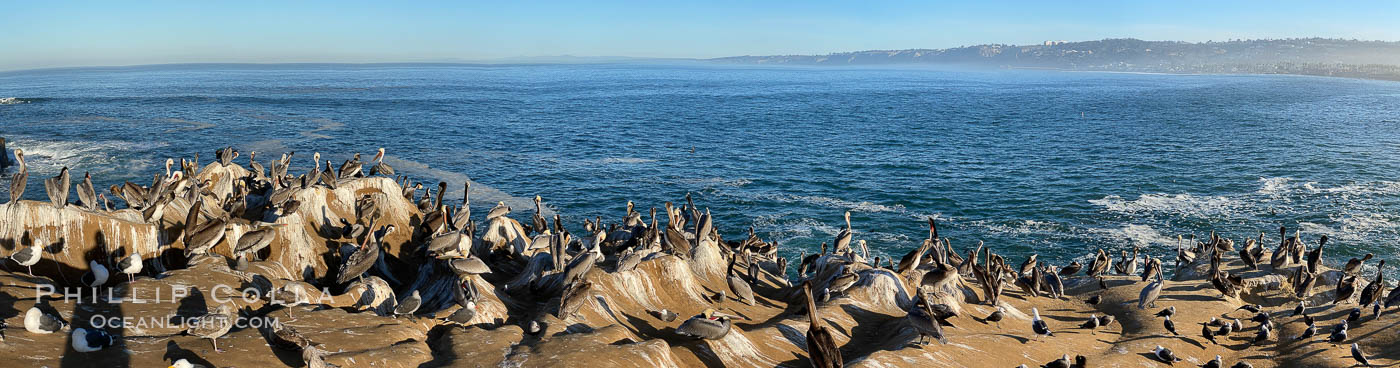 Colony of Pelicans resting at sunrise on La Jolla Cliffs. Rough iPhone panorama. California, USA, Pelecanus occidentalis, Pelecanus occidentalis californicus, natural history stock photograph, photo id 36723