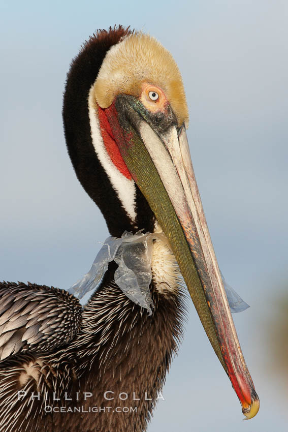 A California brown pelican entangled in a plastic bag which is wrapped around its neck.  This unfortunate pelican probably became entangled in the bag by mistaking the floating plastic for food and diving on it, spearing it in such a way that the bag has lodged around the pelican's neck.  Plastic bags kill and injure untold numbers of marine animals each year. La Jolla, USA, Pelecanus occidentalis, Pelecanus occidentalis californicus, natural history stock photograph, photo id 22574