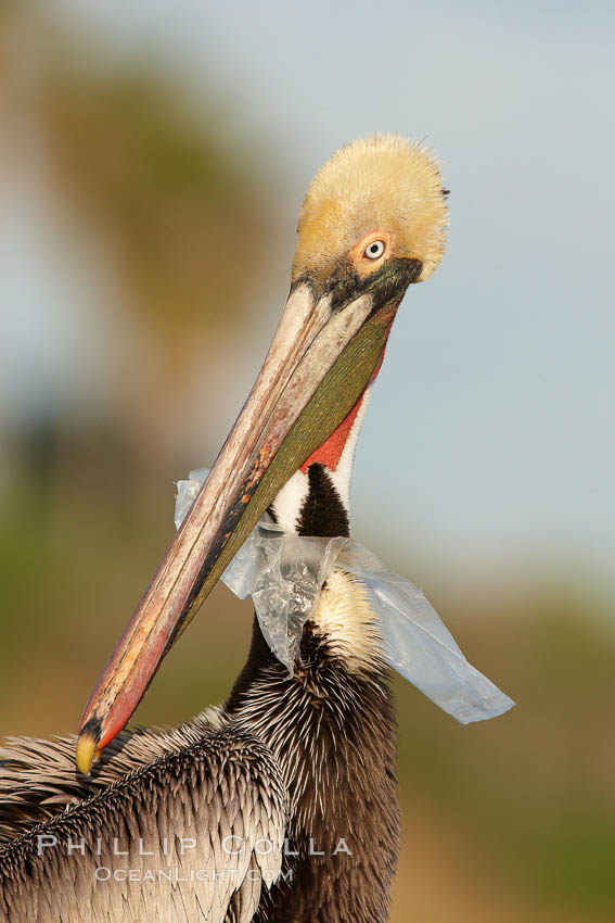 A California brown pelican entangled in a plastic bag which is wrapped around its neck.  This unfortunate pelican probably became entangled in the bag by mistaking the floating plastic for food and diving on it, spearing it in such a way that the bag has lodged around the pelican's neck.  Plastic bags kill and injure untold numbers of marine animals each year. La Jolla, USA, Pelecanus occidentalis, Pelecanus occidentalis californicus, natural history stock photograph, photo id 22564