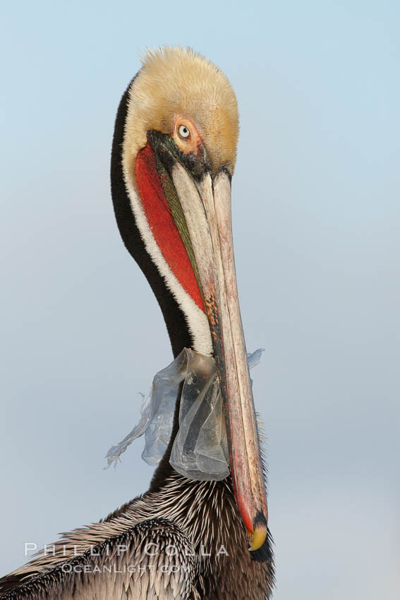 A California brown pelican entangled in a plastic bag which is wrapped around its neck.  This unfortunate pelican probably became entangled in the bag by mistaking the floating plastic for food and diving on it, spearing it in such a way that the bag has lodged around the pelican's neck.  Plastic bags kill and injure untold numbers of marine animals each year. La Jolla, USA, Pelecanus occidentalis, Pelecanus occidentalis californicus, natural history stock photograph, photo id 22563