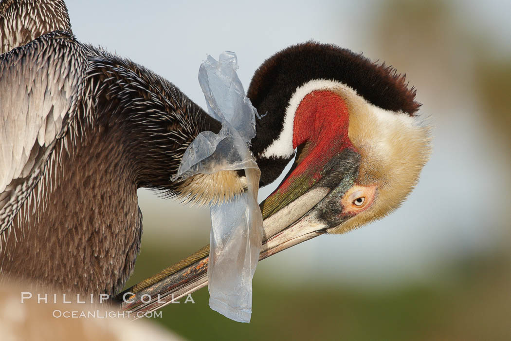 A California brown pelican entangled in a plastic bag which is wrapped around its neck.  This unfortunate pelican probably became entangled in the bag by mistaking the floating plastic for food and diving on it, spearing it in such a way that the bag has lodged around the pelican's neck.  Plastic bags kill and injure untold numbers of marine animals each year. La Jolla, USA, Pelecanus occidentalis, Pelecanus occidentalis californicus, natural history stock photograph, photo id 22571