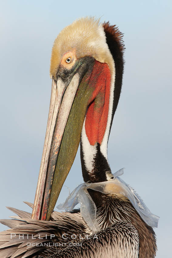 A California brown pelican entangled in a plastic bag which is wrapped around its neck.  This unfortunate pelican probably became entangled in the bag by mistaking the floating plastic for food and diving on it, spearing it in such a way that the bag has lodged around the pelican's neck.  Plastic bags kill and injure untold numbers of marine animals each year. La Jolla, USA, Pelecanus occidentalis, Pelecanus occidentalis californicus, natural history stock photograph, photo id 22575