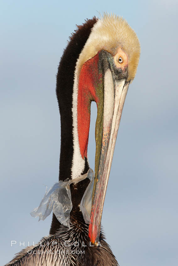 A California brown pelican entangled in a plastic bag which is wrapped around its neck.  This unfortunate pelican probably became entangled in the bag by mistaking the floating plastic for food and diving on it, spearing it in such a way that the bag has lodged around the pelican's neck.  Plastic bags kill and injure untold numbers of marine animals each year. La Jolla, USA, Pelecanus occidentalis, Pelecanus occidentalis californicus, natural history stock photograph, photo id 22573