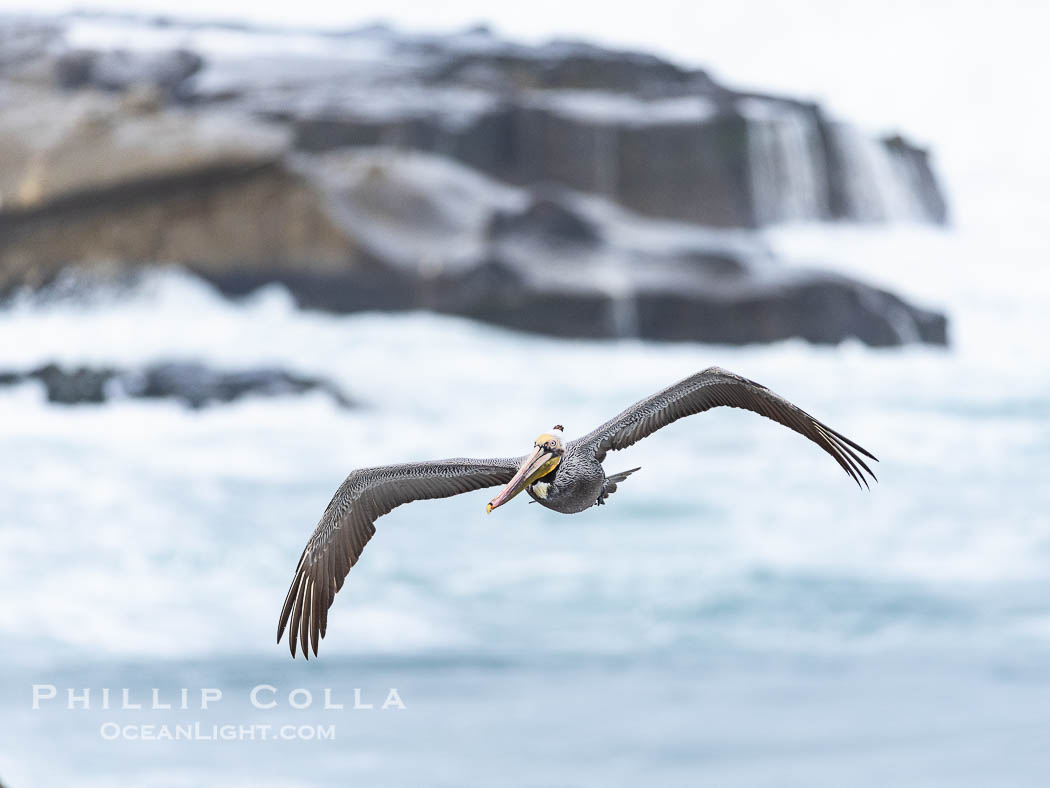 Pelican in Flight over Huge Waves in La Jolla, foamy ocean background, adult winter breeding plumage, wings spread wide, Pelecanus occidentalis, Pelecanus occidentalis californicus