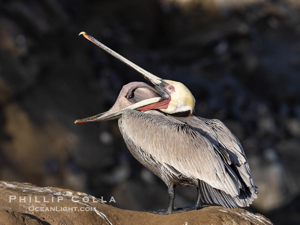 Brown pelican glottis exposure. This pelican is inverting its throat and stretching it over its neck and chest in an effort to stretch and rearrange tissues of the mouth and throat. La Jolla, California, USA, Pelecanus occidentalis, Pelecanus occidentalis californicus, natural history stock photograph, photo id 38855