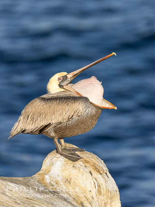 Brown pelican glottis exposure. This pelican is inverting its throat and stretching it over its neck and chest in an effort to stretch and rearrange tissues of the mouth and throat. La Jolla, California, USA, Pelecanus occidentalis, Pelecanus occidentalis californicus, natural history stock photograph, photo id 38626