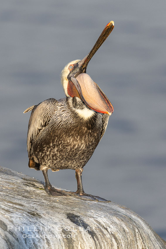 Brown pelican glottis exposure. This pelican is inverting its throat and stretching it over its neck and chest in an effort to stretch and rearrange tissues of the mouth and throat, Pelecanus occidentalis, Pelecanus occidentalis californicus, La Jolla, California