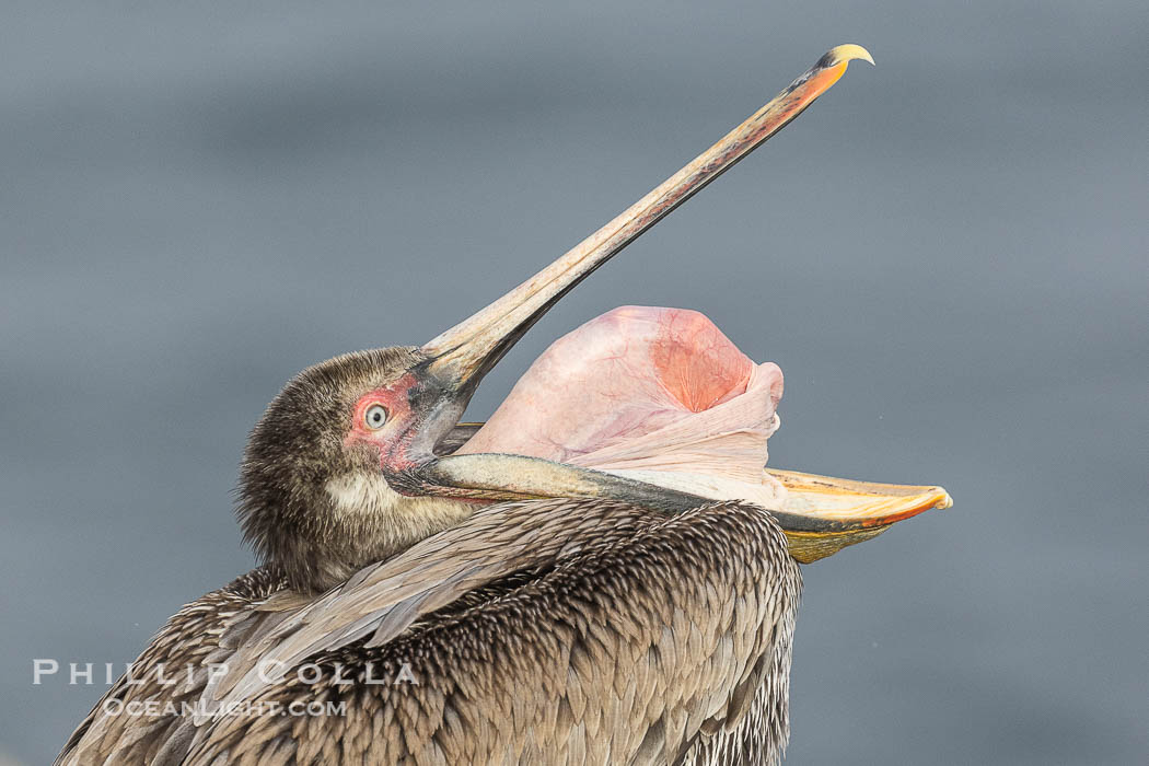 Brown pelican glottis exposure. This pelican is inverting its throat and stretching it over its neck and chest in an effort to stretch and rearrange tissues of the mouth and throat, Pelecanus occidentalis, Pelecanus occidentalis californicus, La Jolla, California