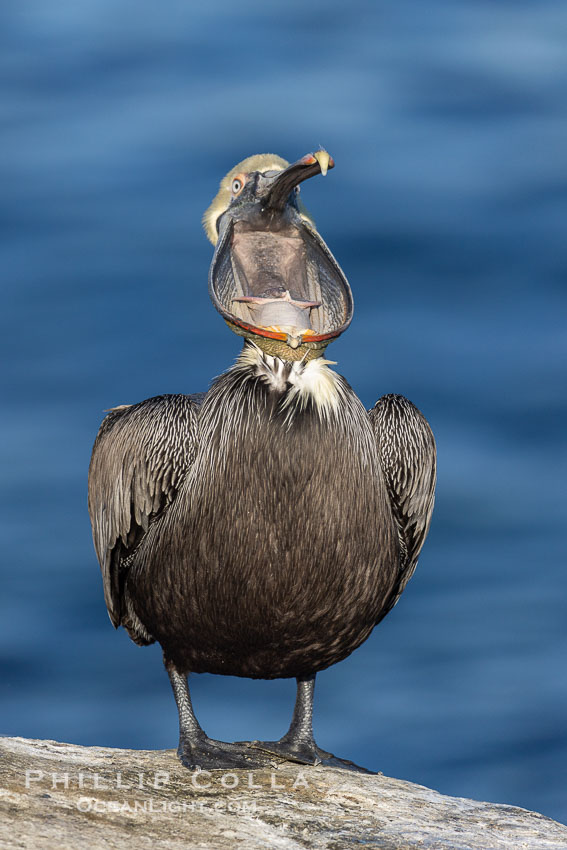 Brown pelican glottis exposure. This pelican is inverting its throat and stretching it over its neck and chest in an effort to stretch and rearrange tissues of the mouth and throat. La Jolla, California, USA, Pelecanus occidentalis, Pelecanus occidentalis californicus, natural history stock photograph, photo id 38857