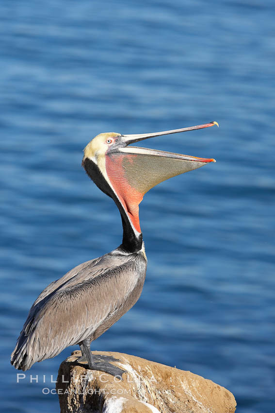 Brown pelican head throw, winter plumage, showing bright red gular pouch and dark brown hindneck plumage of breeding adults.  During a bill throw, the pelican arches its neck back, lifting its large bill upward and stretching its throat pouch. La Jolla, California, USA, Pelecanus occidentalis, Pelecanus occidentalis californicus, natural history stock photograph, photo id 20194