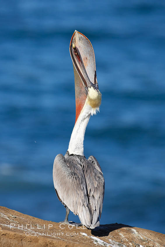 A California brown pelican performs a head throw.  During a bill throw, the pelican arches its neck back, lifting its large bill upward and stretching its throat pouch.  Adult winter non-breeding plumage showing white hindneck and red gular throat pouch. La Jolla, USA, Pelecanus occidentalis, Pelecanus occidentalis californicus, natural history stock photograph, photo id 20036