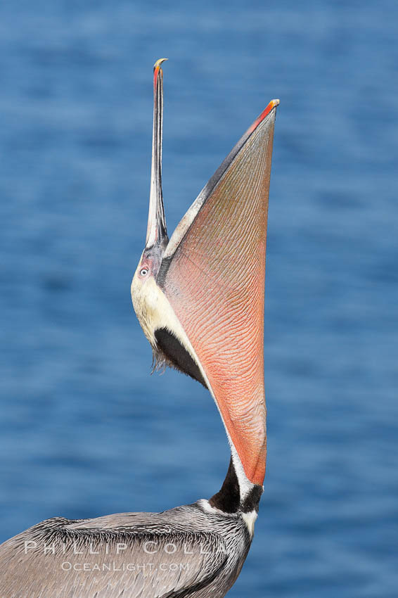 Brown pelican head throw, winter plumage, showing bright red gular pouch and dark brown hindneck plumage of breeding adults.  During a bill throw, the pelican arches its neck back, lifting its large bill upward and stretching its throat pouch. La Jolla, California, USA, Pelecanus occidentalis, Pelecanus occidentalis californicus, natural history stock photograph, photo id 20204