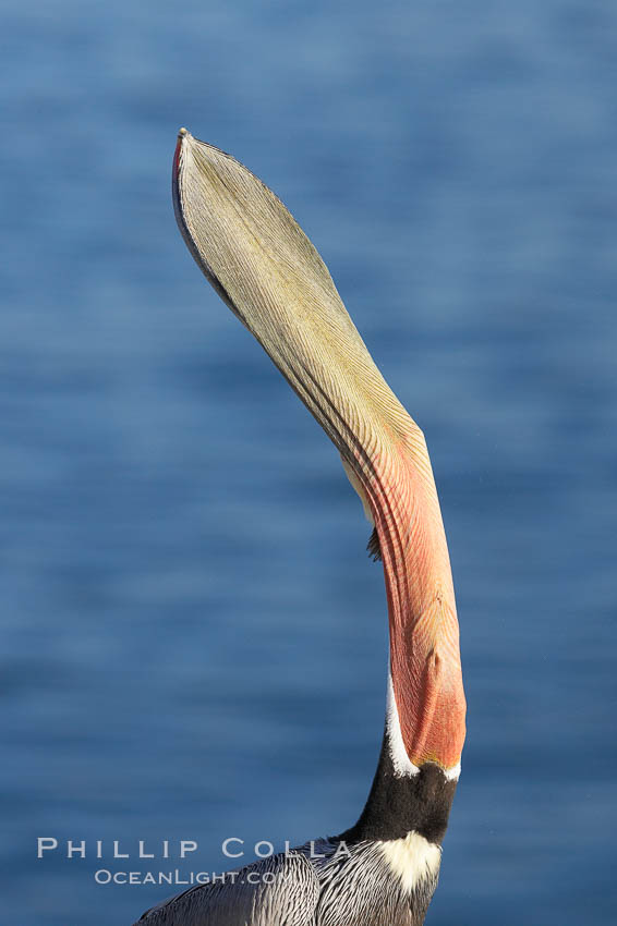 Brown pelican head throw.  During a bill throw, the pelican arches its neck back, lifting its large bill upward and stretching its throat pouch. La Jolla, California, USA, Pelecanus occidentalis, Pelecanus occidentalis californicus, natural history stock photograph, photo id 20284